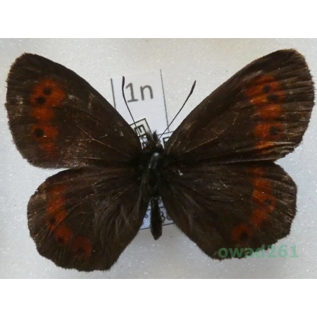 Erebia euryale (Esper, 1805) male Österreich1n